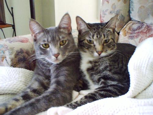 Tipps & Bing - Brother and sister, they are our oldest 'kids'.