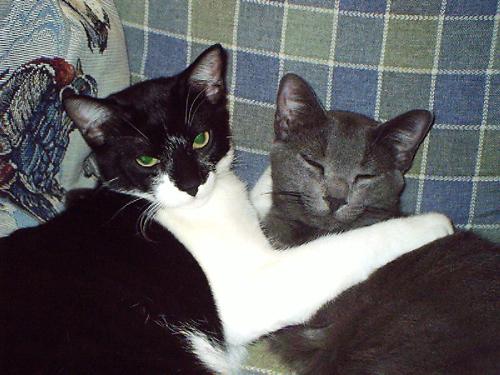 Rocky & Sylvester - Brothers, these are our youngest, 'kids'.