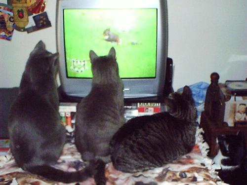 Addicted to tv - They just can't miss their shows!