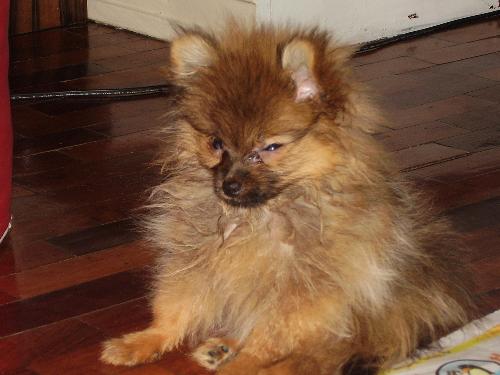 Mini Pomeranian - Here's a photo of my nieces' pet mini-pom pup.  It is a very adorable and obedient puppy.  It's a male.