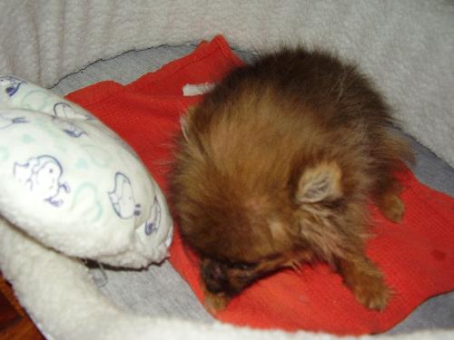 where is the head of the pup? - Can you guess where is the head of my nieces' mini-pom pup?