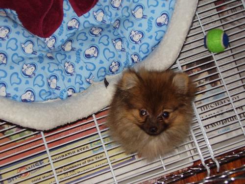 cute pup - A cute mini pom in his cage.