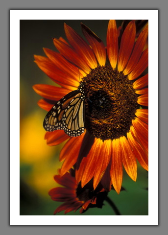 Sunflower - sunflower