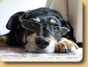 Intelligent Dog - Intellegent Dog