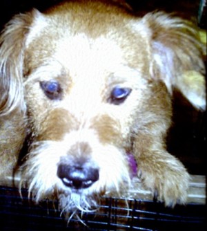 Reese - My beautiful dog, he's a Mutt.   Mixed breed of Dauchsund, Bird Dog, and Others.
