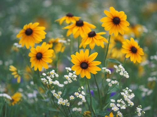 Black-Eyed Susans and Daisy Fleabane Flowers, Kent - Black-Eyed Susans and Daisy Fleabane Flowers, Kentucky