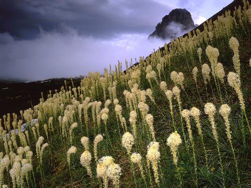 Blooming Beargrass and a Clearing Storm, Logan Pas - Blooming Beargrass and a Clearing Storm, Logan Pass, Glacier National Park, Montana