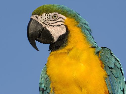 Blue and Yellow Macaw, South America - Blue and Yellow Macaw, South America