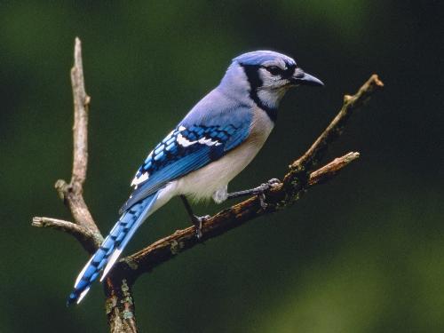 Blue Jay - Blue Jay