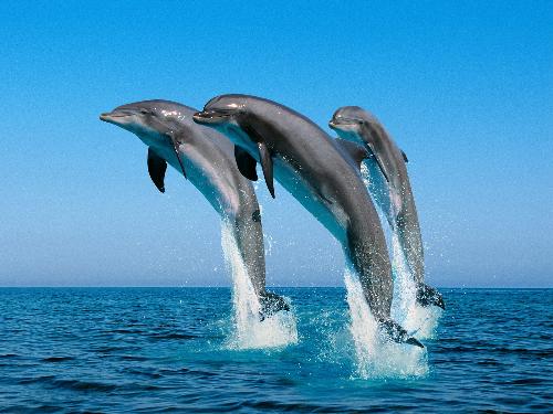 Bottlenose Dolphins - Bottlenose Dolphins