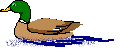 duck - a picture of a duck