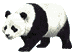 panda bear - bear