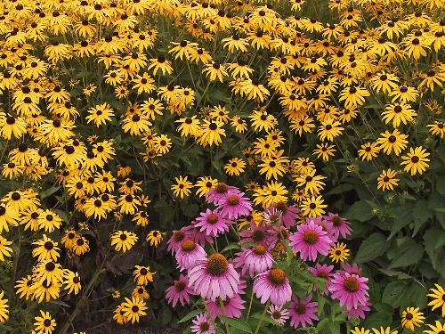 Brown-Eyed Susans and Purple Cone Flowers - Brown-Eyed Susans and Purple Cone Flowers