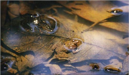 frog1 - picture on frog1