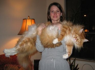 HERE KITTY , KITTY ?? - likes to eat dog food