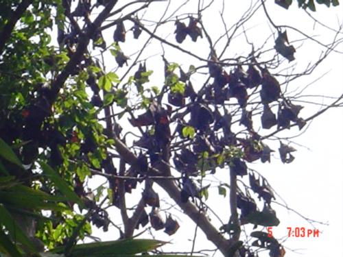 BAts - Bats are hannginbg around on the tree...