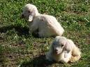Twin Goats - Pets