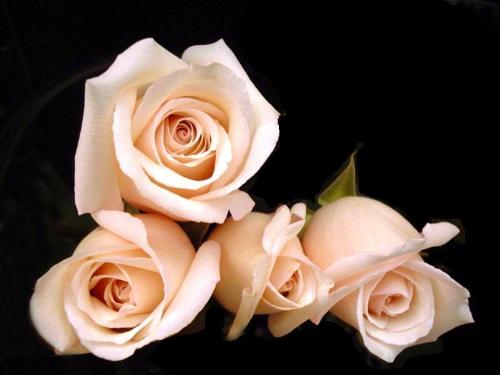 rose - rose