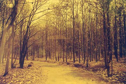 badra Forest - picture of badra forest