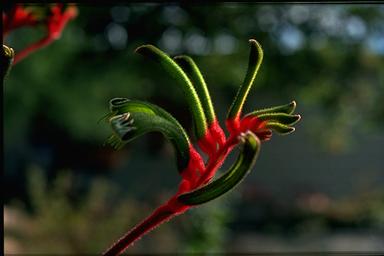kangaroo plant - native plant to Australia