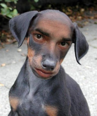 Im not saying his mother is a %$$#$# ?? - dog boy
