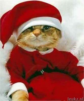 Funny Cat - Xmas time...Xmas Cat :D