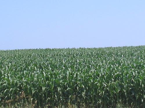 corn - This is an iowa cornfield.