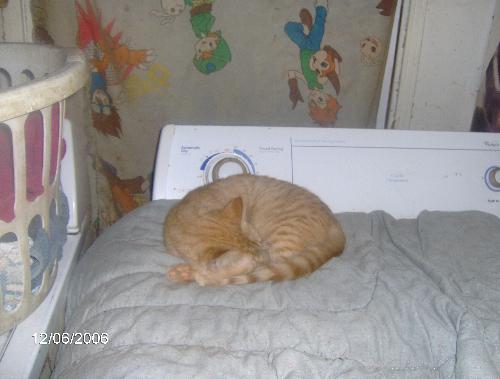 cat on blanket - cat on blanket