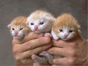 kittens - These are three super cute kittens.