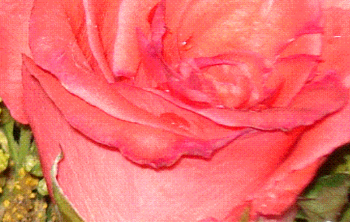 roses and roses - have a look on the fresh pink roses
