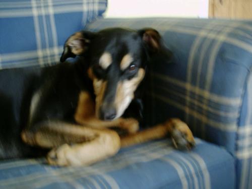 My Beautiful Newty-dog - Newt is a 12 year old Doberman from the Sanctuary, when she was a puppy she was beaten and starved so she is a bit short for showing, She has lived with me for 10 years now and is absolutly the most precious little puppy in my world.