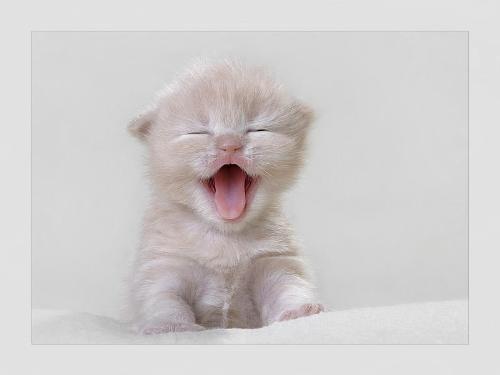 isn't it cute - cute