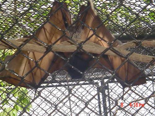 Bat&#039;s inside the cage! - I shhot it during our vcacation at Jed nature park... Bat is hanging on the wood...