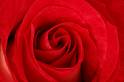Red Rose - Wonderful Red Rose
