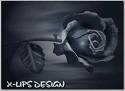 rose - Black & White Rose