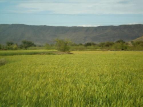 green fields of teri - this picture was taken in spring.the green fields of valley teri.