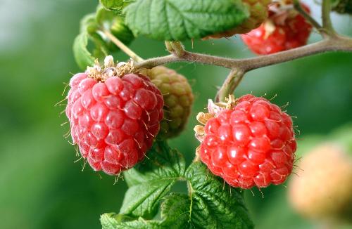 Raspberries - Raspberries still on the plant