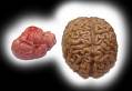 heart nd brain - heart nd brain