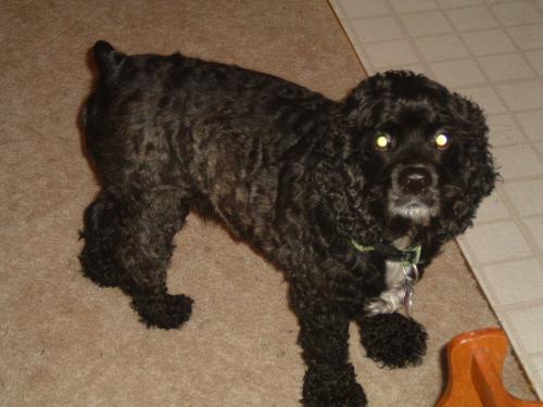 My baby Leroy the cocker spaniel - I love him!
