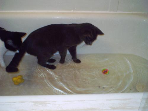 Water Babies - They love play time in the bathtub!