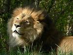 Lion - Lion the king of jungle