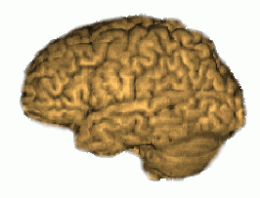 brain - brain brain - brain