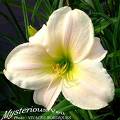 flower - flower