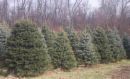 Live Christmas Trees - Live Christmas Trees