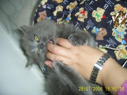 This is my cat Chico - This is my kitten Chico who is 6 months old...He is a Persian Angura race.He is grey.Ane he bites lol...If you want to use this picture go ahead