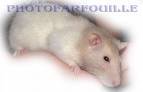 click me - By most standards, rats are considered pests or vermin. They can be very destructive to crops and property. Rats can quickly overpopulate when they live in a place where they have no predators, such as in certain cities, and their numbers can become hard to contain.