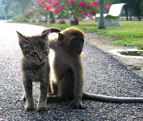 Friendship - Friendship