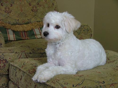 dog - this is my dog