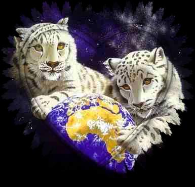 white tigers - i love tigers