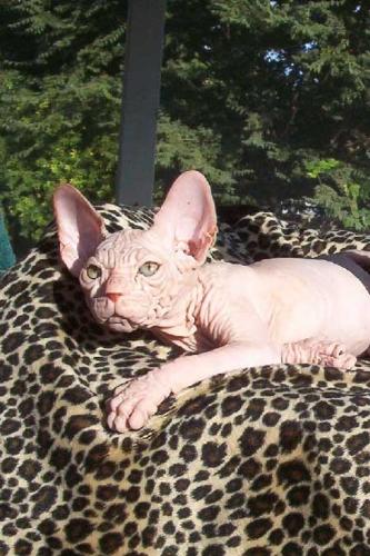 the most ugly cat in the world - y this cat look like that? izit computer edit? or original one?